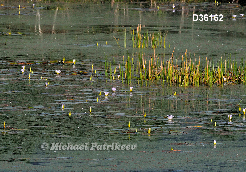 Blue Lotus (Nymphaea caerulea)